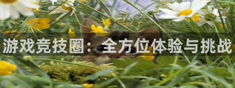 多彩娱乐升级5994月：游戏竞技圈：全方位体验与挑战